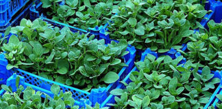 Jak przygotować ziemię w ogrodzie do sadzenia roślin