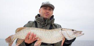 Jaki przypon na sandacza na trupka?