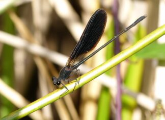 Czy wheelie jest trudne?