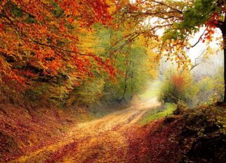 Jakie walkie-talkie do lasu?