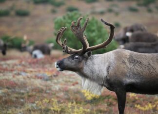 Jak prowadzić kopyto na szczupaka?
