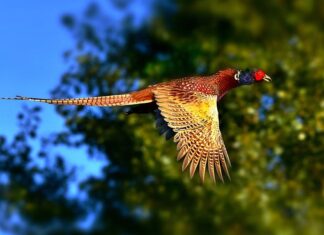 Jak zrobić szyjki rakowe?