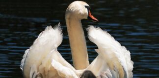 Czy do fotelika rowerowego potrzebny jest bagażnik?