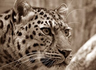 Na jaką przynętę złowić amura?