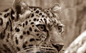 Na jaką przynętę złowić amura?