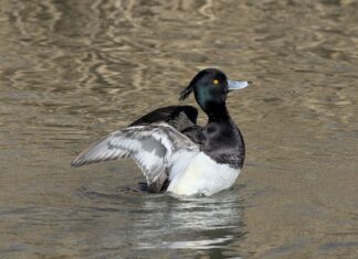 Ile Rzędowy łańcuch?