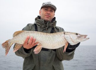 Jakie dno lubi sandacz?