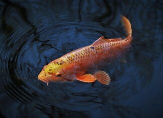 Jaka żyłka na karpia 20 kg?