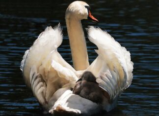 Czy fotelik rowerowy pasuje do każdego roweru?