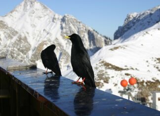 Co to jest kryptonim radiowy?