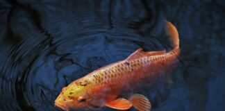 Gdzie żeruje karp w stawie?