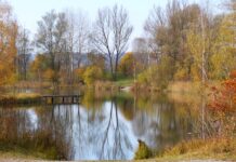 Z czego przypon na okonia?