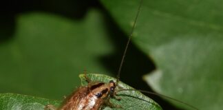 Jaki przypon na płoć?