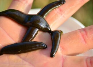 Jaka jest najlepsza przynęta na okonia?