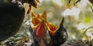 Ile razy dziennie karmić paletki?