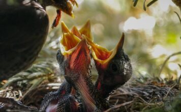 Ile razy dziennie karmić paletki?