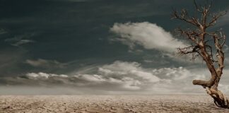 Co się dzieje z martwymi rybami?