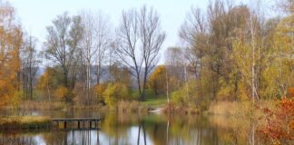 Czy stosować przypon na okonia?