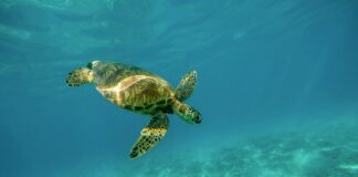 Jaki pancerz do sztycy?