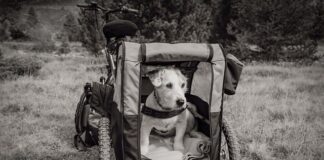 Jaka przyczepka do roweru dla dziecka?