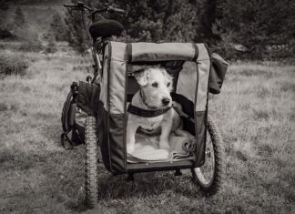 Jaka przyczepka do roweru dla dziecka?