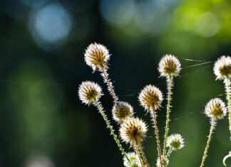Jakie herbatki ziołowe warto pić? Jakie herbatki ziołowe warto pić?