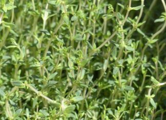 Czy macierzanka i tymianek to jest to samo? Czy macierzanka i tymianek to jest to samo?