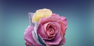 Czy można jeść płatki owsiane przy zapaleniu jelit?