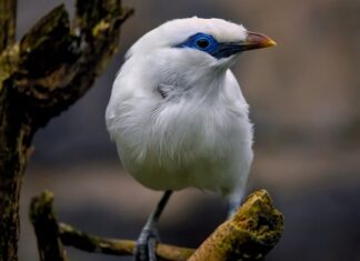 Jaki jest najrzadszy kwiat na świecie? Jaki jest najrzadszy kwiat na świecie?