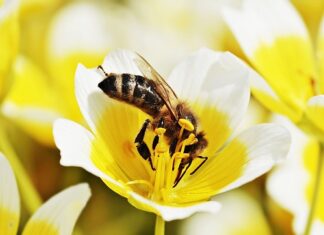 Jakie zioła do jajecznicy?