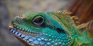 Co musi być w terrarium dla gekona?