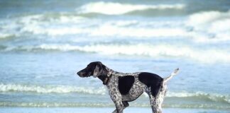 Ile moczyć strączki?