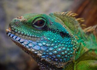 Co kupić do terrarium? Co kupić do terrarium?