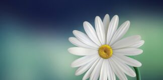 Co zrobić żeby lukier był biały?