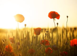 Dlaczego nie jeść mąki? Dlaczego nie jeść mąki?