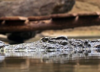 Jakie zasady obowiązują przy stosowaniu przypraw? Jakie zasady obowiązują przy stosowaniu przypraw?