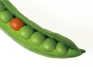 Kto nie powinien jeść grochu? Kto nie powinien jeść grochu?