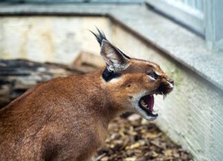 Jak zrobić mokra kryjówkę dla gekona lamparciego? Jak zrobić mokra kryjówkę dla gekona lamparciego?