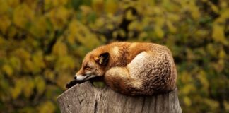 Co to jest czerwona czubryca?