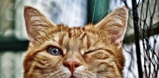 Czym obsadzić małe oczko wodne?