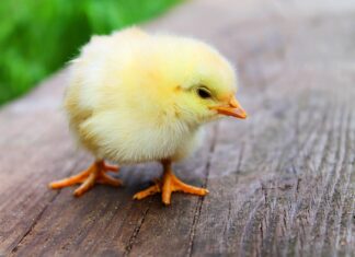 Jakie świeże zioła do kurczaka?