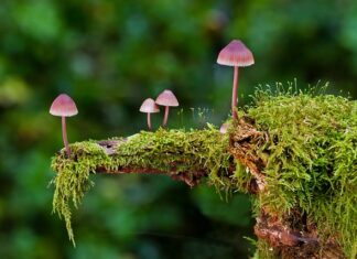 Co podkreśla smak grzybów? Co podkreśla smak grzybów?