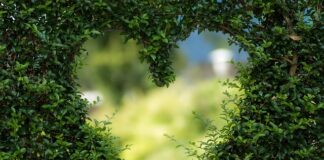 Co to jest zielona czubryca?