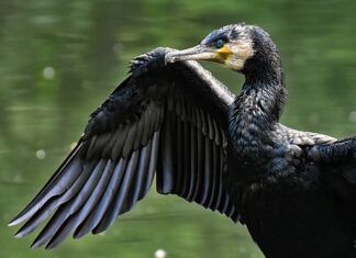 Czy Carbo obniża pH? Czy Carbo obniża pH?