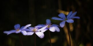 Jakich ziół nie lubi wątroba?