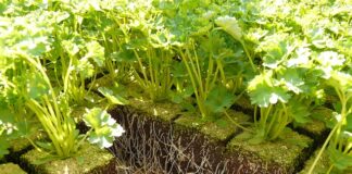 Co zamiast ziela angielskiego do rosołu?