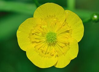 Ile kosztuje 1 patyczak?