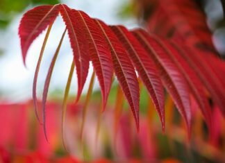 Co znaczy sumak po turecku? Co znaczy sumak po turecku?