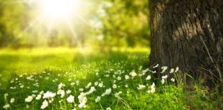 Jak sprawdzić czy kwiat ma za mokro?