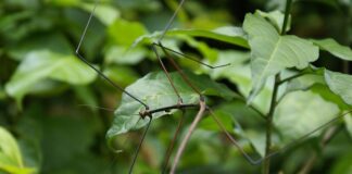 Czy patyczaki można brać na ręce?